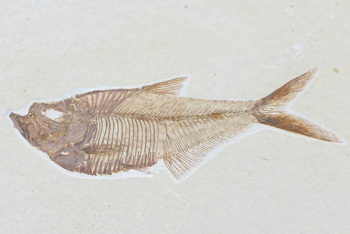 Diplomystus Fossil Fish - Wyoming #81417